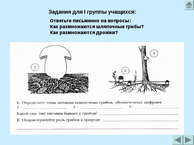 Задания для I группы учащихся:  Ответьте письменно на вопросы: Как размножаются шляпочные грибы? Как размножаются дрожжи? Как размножаются шляпочные грибы? Как размножаются дрожжи?  