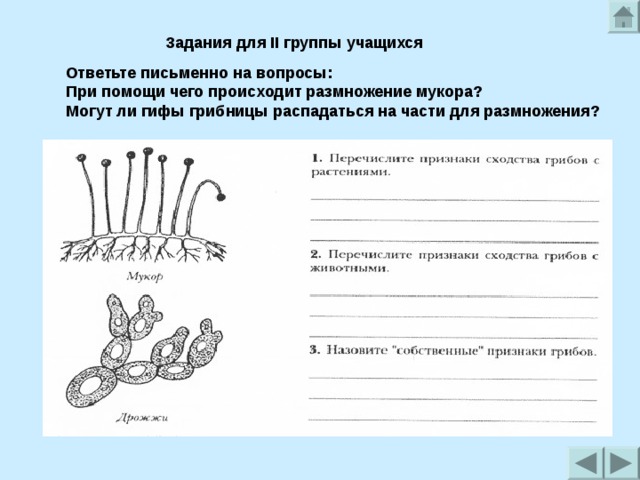 Задания для II группы учащихся  Ответьте письменно на вопросы: При помощи чего происходит размножение мукора? Могут ли гифы грибницы распадаться на части для размножения? При помощи чего происходит размножение мукора? Могут ли гифы грибницы распадаться на части для размножения?  