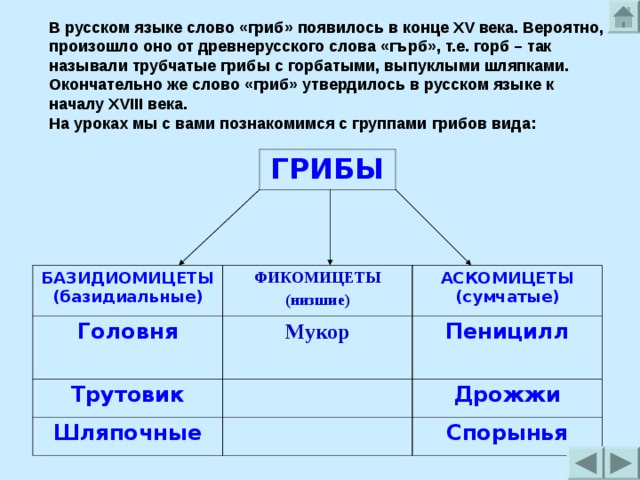 В русском языке слово «гриб» появилось в конце XV века. Вероятно, произошло оно от древнерусского слова «гърб», т.е. горб – так называли трубчатые грибы с горбатыми, выпуклыми шляпками. Окончательно же слово «гриб» утвердилось в русском языке к началу XVIII века. На уроках мы с вами познакомимся с группами грибов вида:    ГРИБЫ БАЗИДИОМИЦЕТЫ (базидиальные) Головня ФИКОМИЦЕТЫ (низшие) АСКОМИЦЕТЫ (сумчатые) Мукор  Трутовик Пеницилл Шляпочные Дрожжи Спорынья 