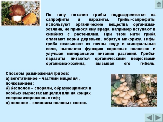 Грибы питаются. Грибы сапротрофы плесневые грибы. Грибы паразиты грибы сапрофиты. Грибы сапрофиты вступают с растениями в.