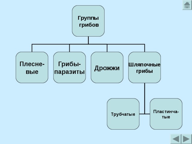 Группы  грибов Грибы- паразиты Дрожжи Шляпочные грибы Плесне- вые Трубчатые Пластинча- тые 