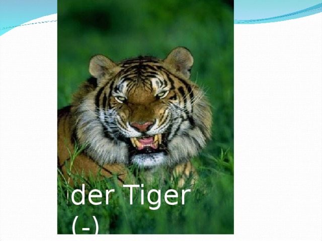der Tiger (-) 