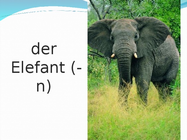 der Elefant (-n)  