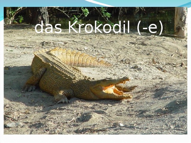 das Krokodil (-e) 