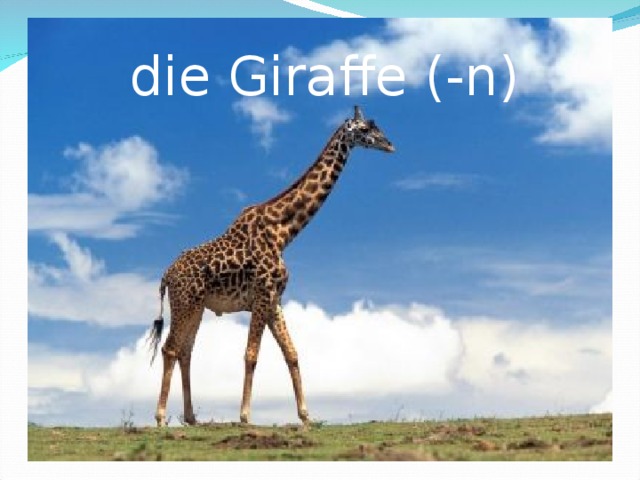 die Giraffe (-n)  