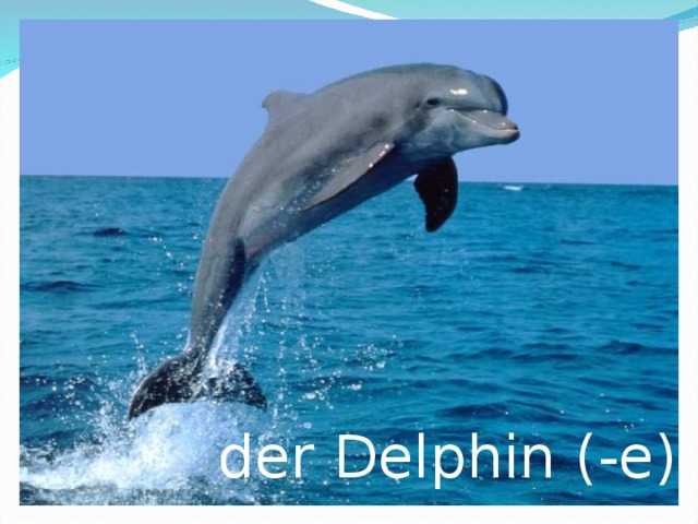 der Delphin (-e) 
