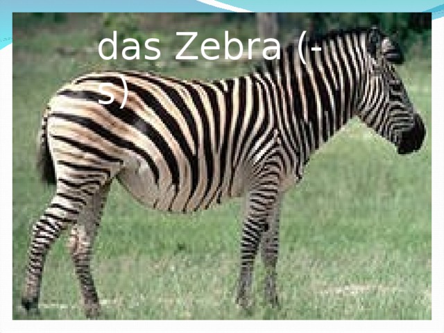 das Zebra (-s) 