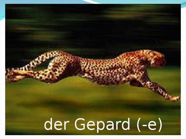 der Gepard (-e) 