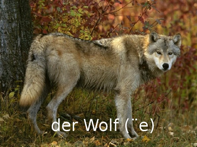 der Wolf ( ¨e) 