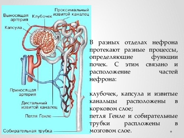 Определи нужные термины и подпиши рисунок