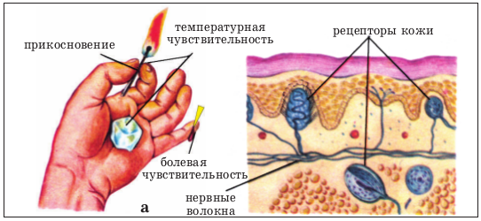 Рецепторы чувствительности. Рецептор анализатора кожной чувствительности. Нервные волокна рецепторы кожи. Осязание схема кожи рецепторы осязательные терморецепторы болевые. Температурные рецепторы кожи.