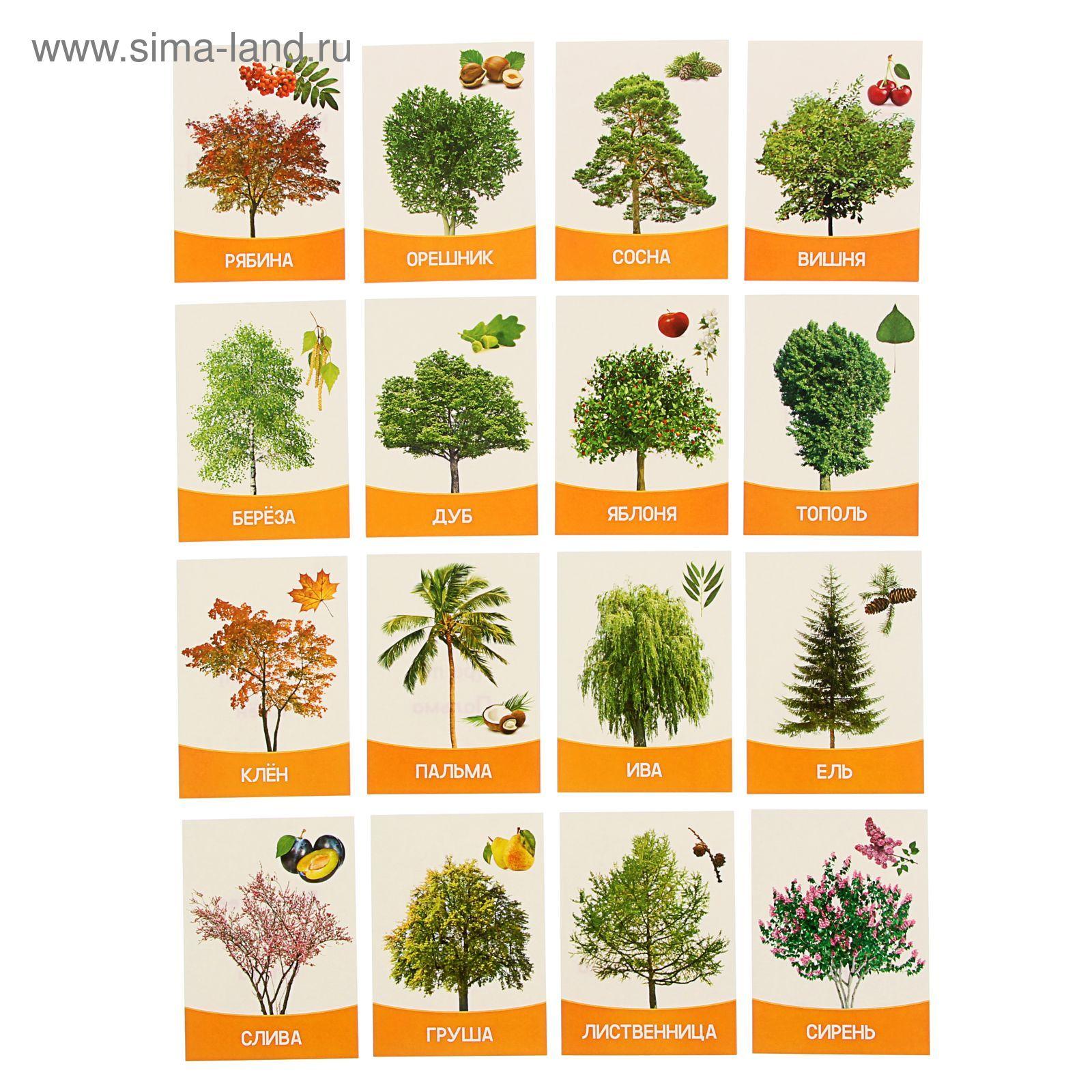Обучающие карточки деревья и кустарники