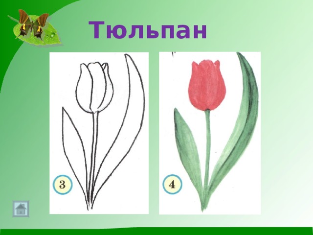 Тюльпан 
