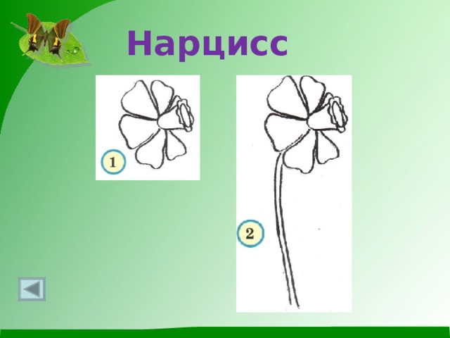 Нарцисс 