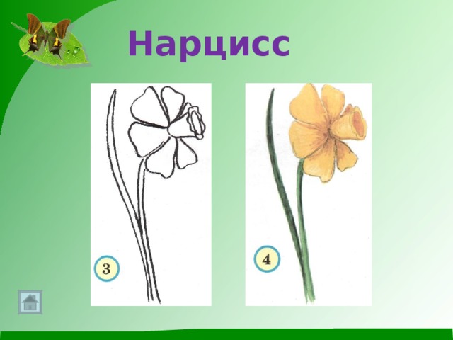 Нарцисс 