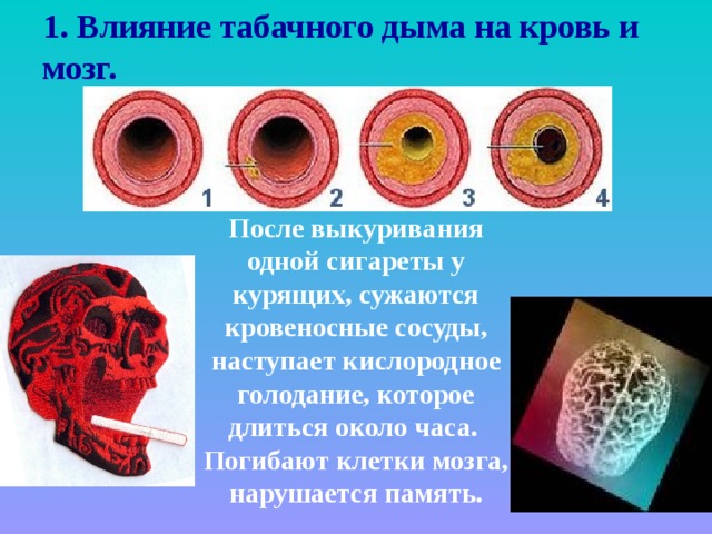 1. Влияние табачного дыма на кровь и мозг.  После выкуривания одной сигареты у курящих, сужаются кровеносные сосуды, наступает кислородное голодание, которое длиться около часа. Погибают клетки мозга, нарушается память.  