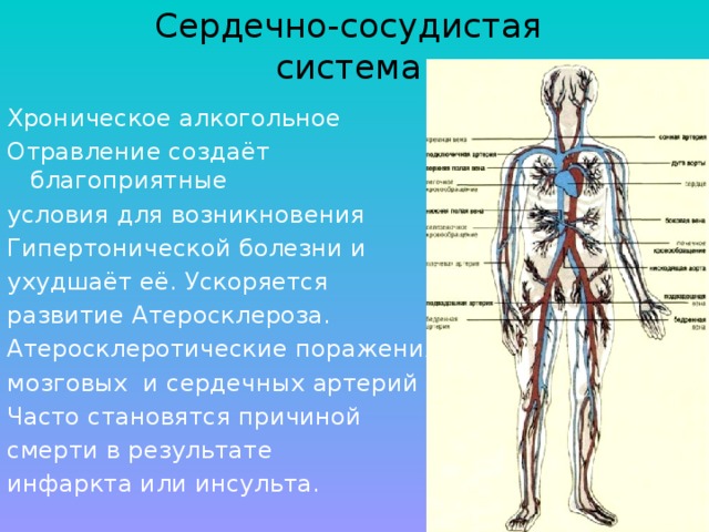 Сердечно-сосудистая  система Хроническое алкогольное Отравление создаёт благоприятные условия для возникновения Гипертонической болезни и ухудшаёт её. Ускоряется развитие Атеросклероза. Атеросклеротические поражения мозговых и сердечных артерий Часто становятся причиной смерти в результате инфаркта или инсульта. 