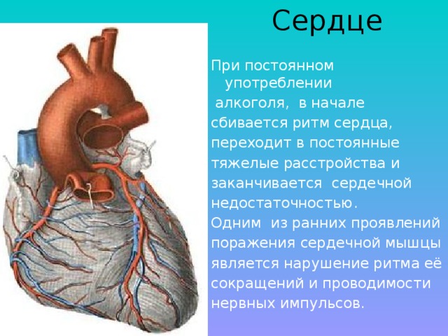 Сердце При постоянном употреблении  алкоголя, в начале сбивается ритм сердца, переходит в постоянные тяжелые расстройства и заканчивается сердечной недостаточностью. Одним из ранних проявлений поражения сердечной мышцы является нарушение ритма её сокращений и проводимости нервных импульсов. 