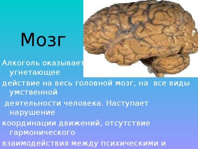 Мозг Алкоголь оказывает ярко выраженное угнетающее действие на весь головной мозг, на все виды умственной  деятельности человека. Наступает нарушение координации движений, отсутствие гармонического взаимодействия между психическими и двигательными функциями. 