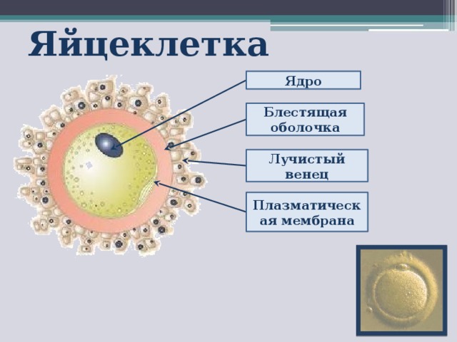 Яйцеклетка Ядро Блестящая оболочка Лучистый венец Плазматическая мембрана 3 