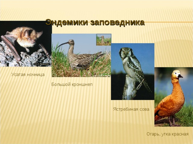   Эндемики заповедника   Усатая ночница    Большой кроншнеп         Ястребиная сова      Огарь, утка красная 