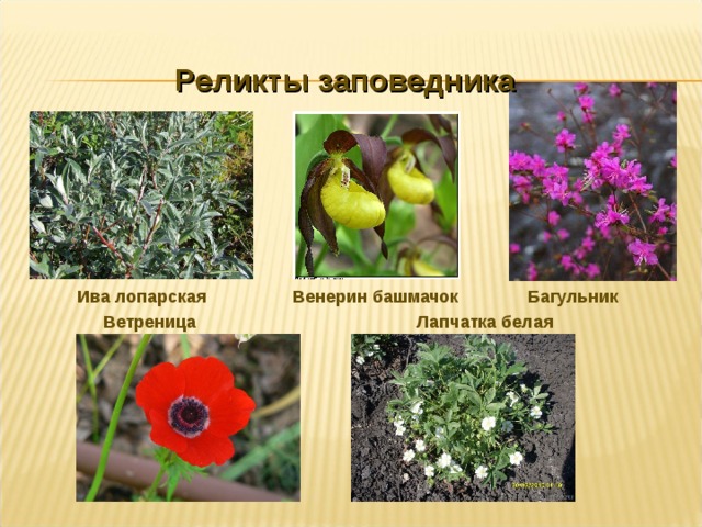   Реликты заповедника   Ива лопарская  Венерин башмачок Багульник  Ветреница Лапчатка белая 
