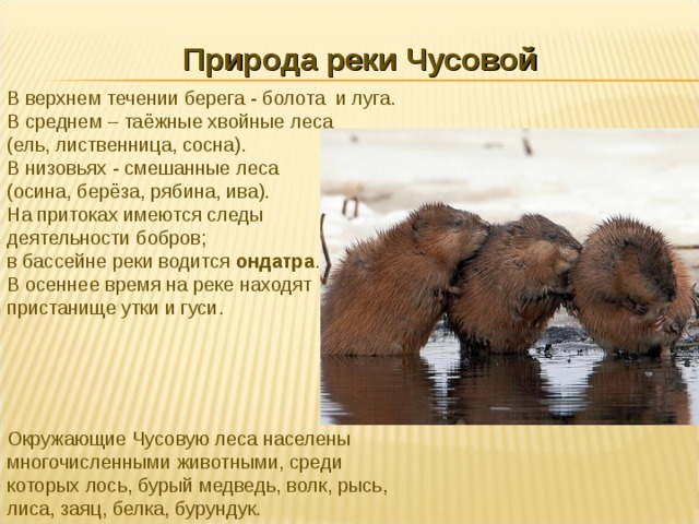 Природа реки Чусовой В верхнем течении берега - болота и луга. В среднем – таёжные хвойные леса (ель, лиственница, сосна). В низовьях - смешанные леса (осина, берёза, рябина, ива). На притоках имеются следы деятельности бобров; в бассейне реки водится ондатра . В осеннее время на реке находят пристанище утки и гуси. Окружающие Чусовую леса населены многочисленными животными, среди которых лось, бурый медведь, волк, рысь, лиса, заяц, белка, бурундук. 