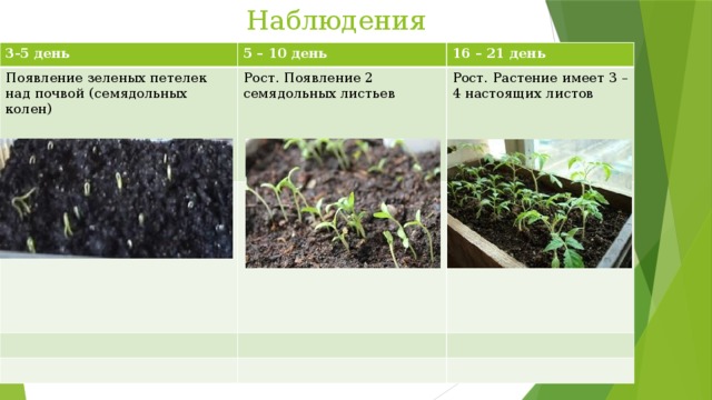  Наблюдения 3-5 день 5 – 10 день Появление зеленых петелек над почвой (семядольных колен) 16 – 21 день Рост. Появление 2 семядольных листьев Рост. Растение имеет 3 – 4 настоящих листов 