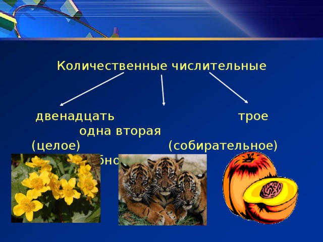 Количественные числительные  двенадцать трое одна вторая (целое) (собирательное) (дробное) 