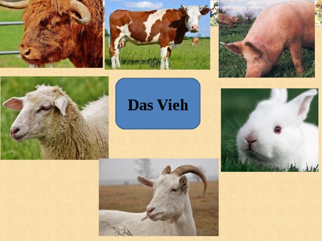 Das Vieh