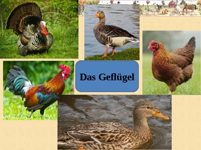 Das Geflügel