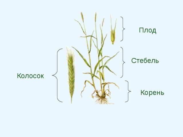 Корневые колоски. Стебель пшеницы. Пшеница части растения.