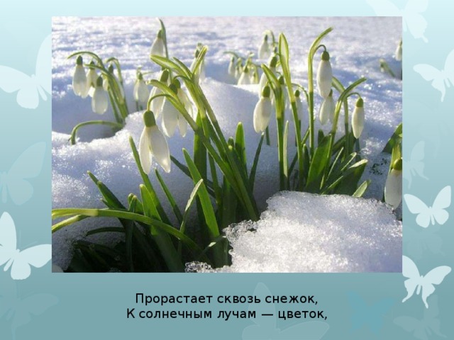 Прорастает сквозь снежок,  К солнечным лучам — цветок,  Маленький и нежный,  Беленький подснежник. 