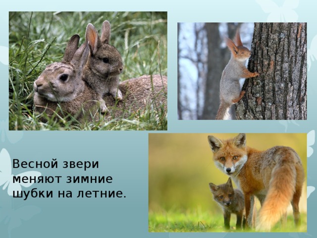 Весной звери меняют зимние шубки на летние. 
