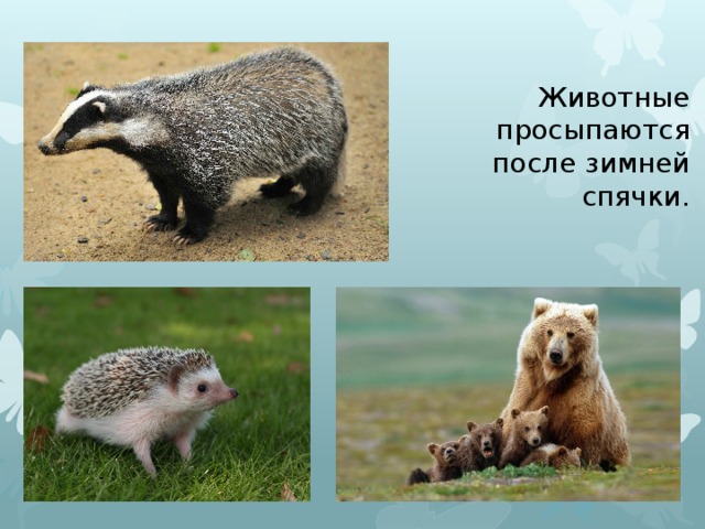 Животные просыпаются после зимней спячки. 