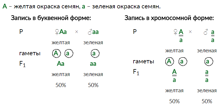 Скрещивание дигетерозигот расщепление