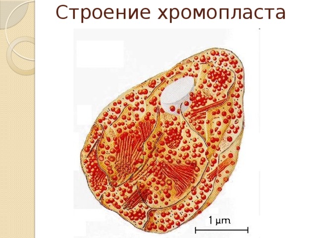 Клетки рябины под микроскопом