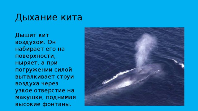 Киты дышат кислородом растворенным в воде. Кит дышит. Дыхание китов. Дыхательная система китообразных. Как дышит синий кит.