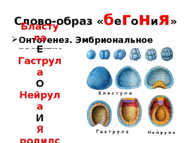 Слово-образ « б е г о н и я » Онтогенез. Эмбриональное развитие    Бластула  Е  Гаструла  О  Нейрула  И  Я родился 