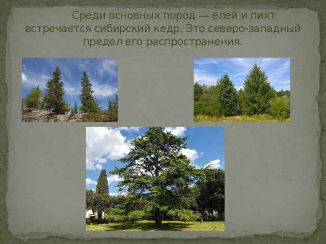  Среди основных пород — елей и пихт встречается сибирский кедр. Это северо-западный предел его распространения. 