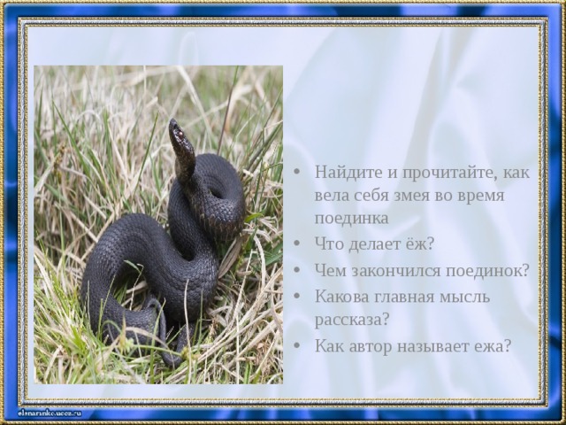 Найдите и прочитайте, как вела себя змея во время поединка Что делает ёж? Чем закончился поединок? Какова главная мысль рассказа? Как автор называет ежа? 