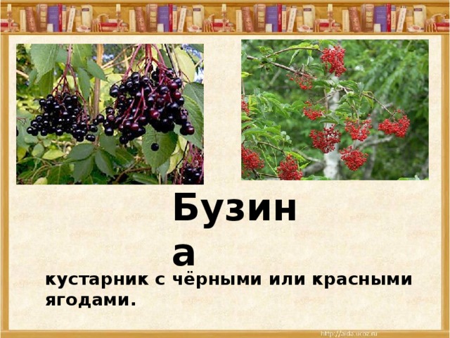 Бузина кустарник с чёрными или красными ягодами. 
