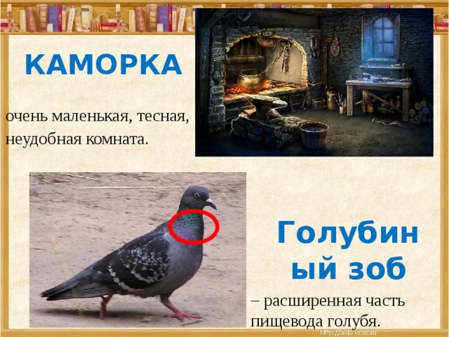 КАМОРКА очень маленькая, тесная, неудобная комната. Голубиный зоб – расширенная часть пищевода голубя. 