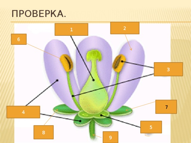 Схема строения cl