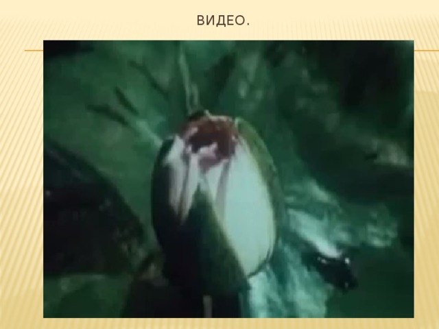 Видео. 