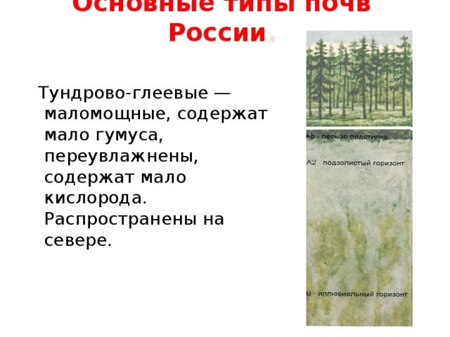 Основные типы почв России .  Тундрово-глеевые — маломощные, содержат мало гумуса, переувлажнены, содержат мало кислорода. Распространены на севере. 