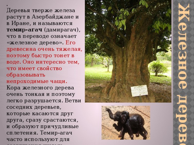 .   Деревья тверже железа растут в Азербайджане и в Иране, и называются темир-агач (дамирагач), что в переводе означает «железное дерево». Его древесина очень тяжелая, поэтому быстро тонет в воде. Оно интересно тем, что имеет свойство образовывать непроходимые чащи. Кора железного дерева очень тонкая и поэтому легко разрушается. Ветви соседних деревьев, которые касаются друг друга, сразу срастаются, и образуют причудливые сплетения. Темир-агач часто используют для сооружения живых ограждений, которые со временем становятся все более крепкими Железное дерево 