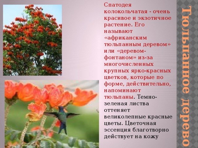 Спатодея колокольчатая - очень красивое и экзотичное растение. Его называют «африканским тюльпанным деревом» или «деревом-фонтаном» из-за многочисленных крупных ярко-красных цветков, которые по форме, действительно, напоминают тюльпаны . Темно-зеленая листва оттеняет великолепные красные цветы. Цветочная эссенция благотворно действует на кожу Тюльпанное дерево 