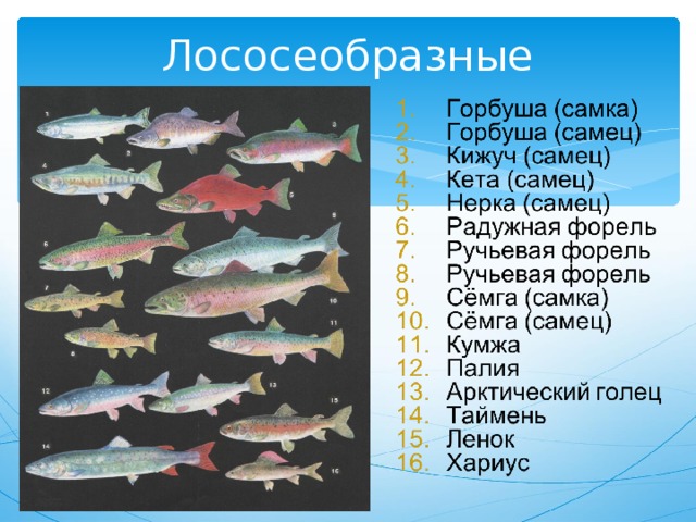 Лососеобразные рыбы представители