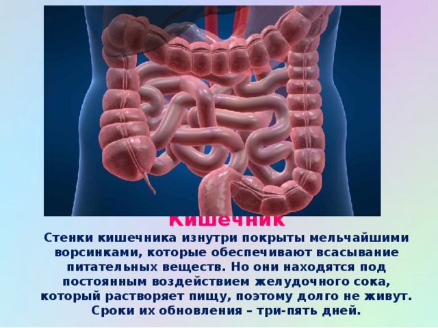 Стенки кишечника. Тонкий кишечник изнутри.